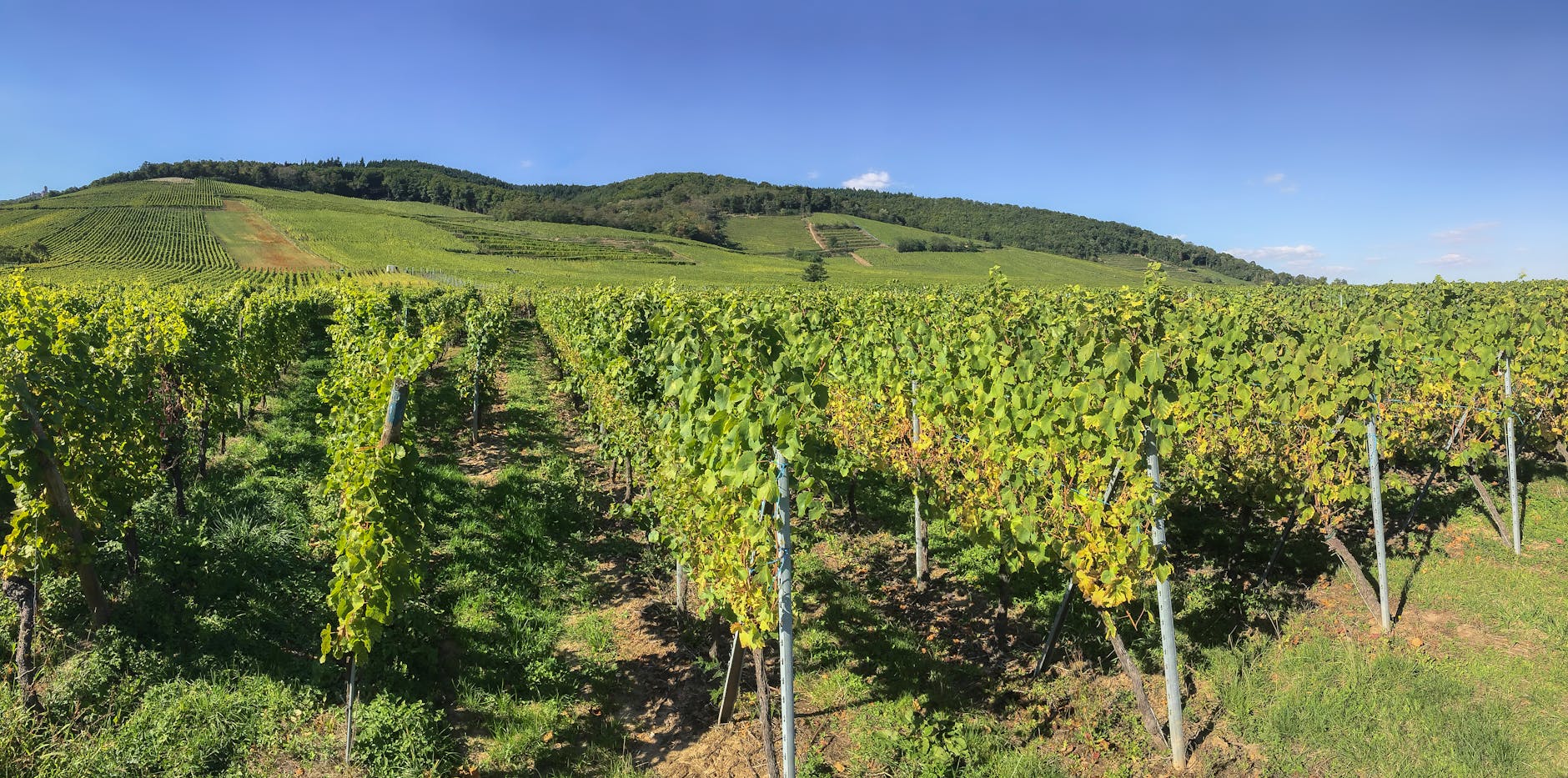 Terroir viticole alsacien, vignes et collines