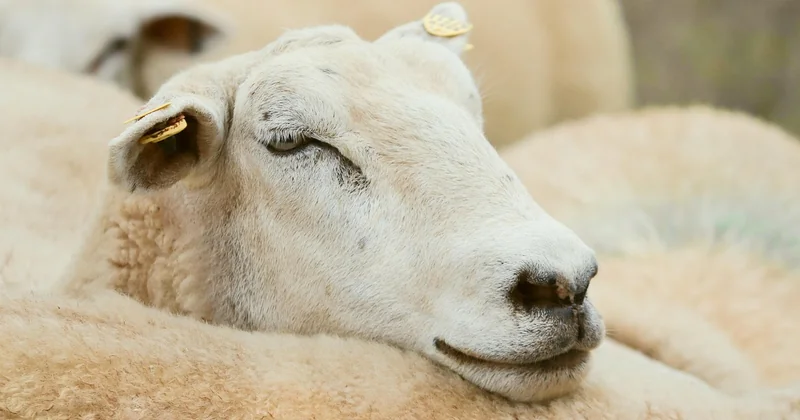 Observer, dormir, vivre au contact des animaux et de la nature