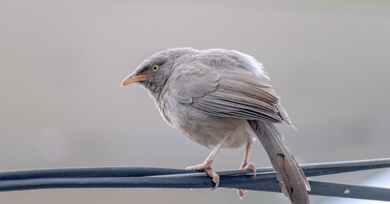 10 destinations nature pour observer les oiseaux sans guide