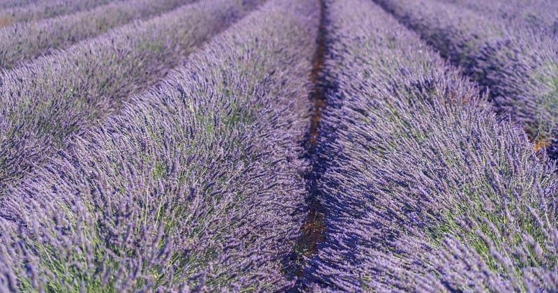 10 activités insolites à faire en famille dans le sud de la France